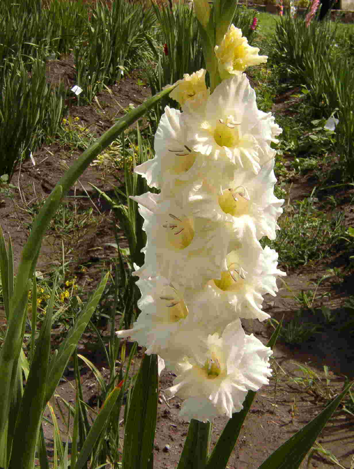Perth Pearl